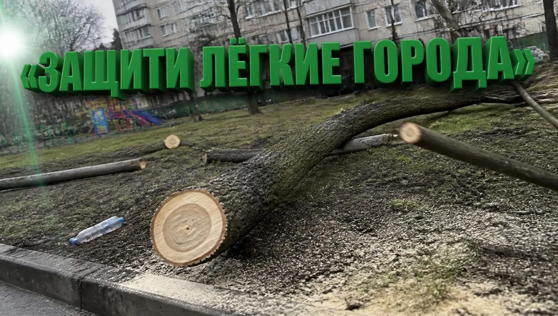 Куда жаловаться на незаконную вырубку деревьев в Москве